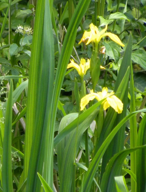 L'iris des marais (Photo PJL)