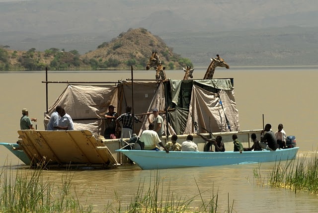 Transport fluvial de girafes en Afrique (OT Kenya)