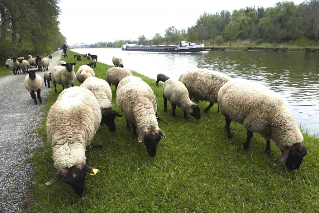 Les moutons-Sufolk du canal à Grand-Gabarit (Photo VNF/Philéas)
