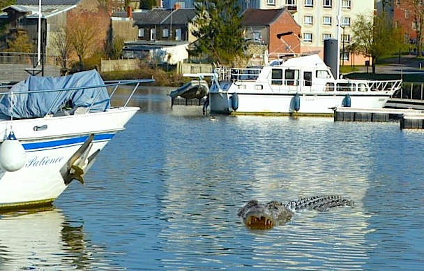 Le crocodile d'avril du port d'Haumont (Photo M.Dormigny - L'Observateur)