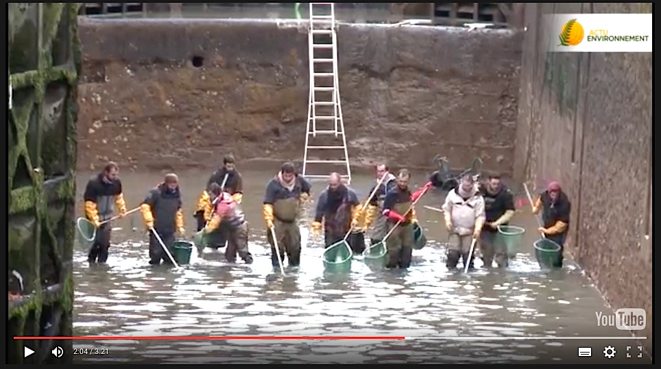 Le sauvetage des poissons du canal Saint-Martin (vidéo Actu-Environnement)