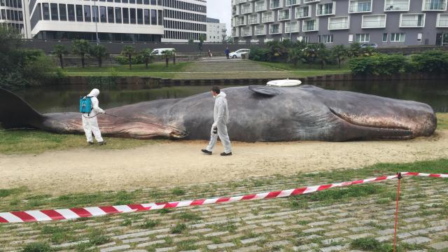 Une baleine s'est échouée dans la Vilaine à Rennes au niveau de l'immeuble Mabilais. (Photo OF)