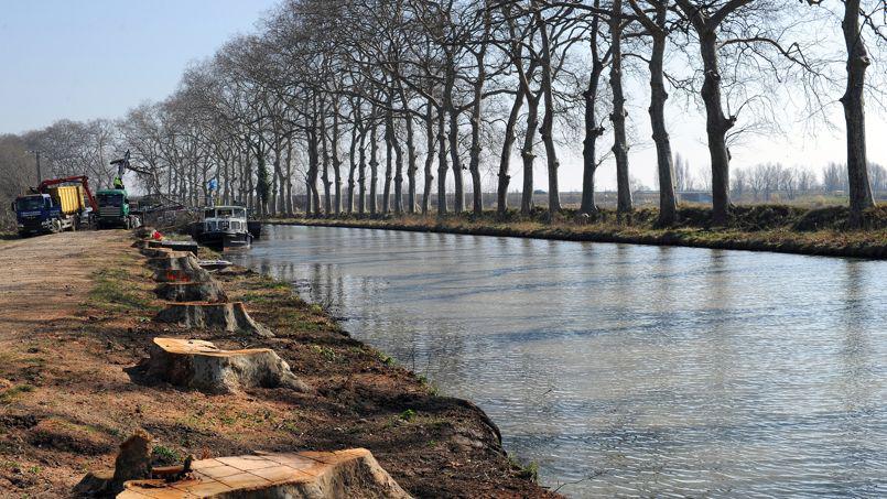L'abattage des arbres infectés est le seul moyen d'empêcher la maladie de se propager le long du canal. (Photo Pascal Guyot/AFP)