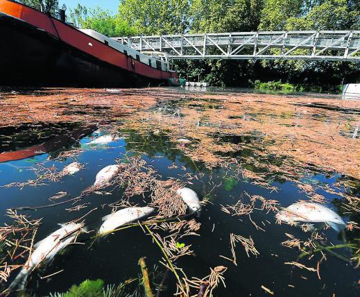 Mortalité piscicole : la santé du canal en question (Photo D.R.)