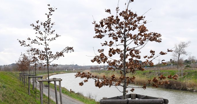 Cet hiver, VNF va replanter 3 700 arbres sur le canal du Midi. - (Photo Nathalie Amen-Vals)