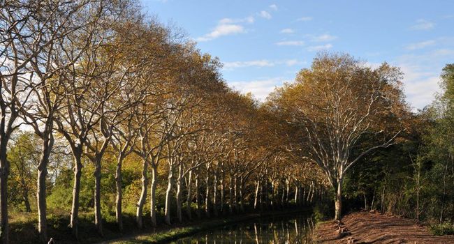 Comme ici près de Carcassonne, 20 500 arbres ont aujourd'hui été supprimés. (Photo archives DDM Sylvie Leclercq)