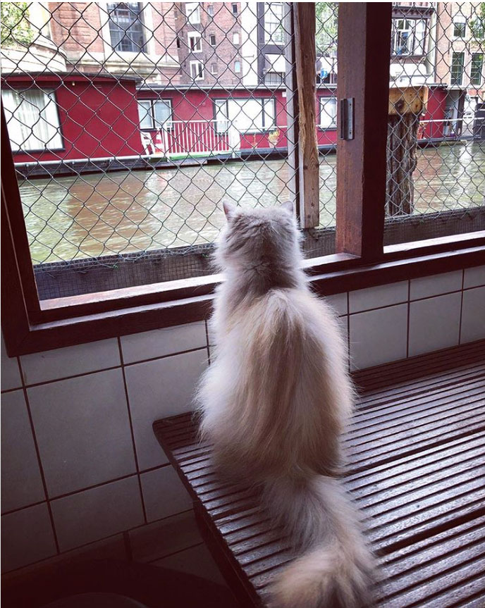 À Amsterdam, un refuge pour chats unique au monde flotte sur l’eau (Photo instagram de courtneydw)
