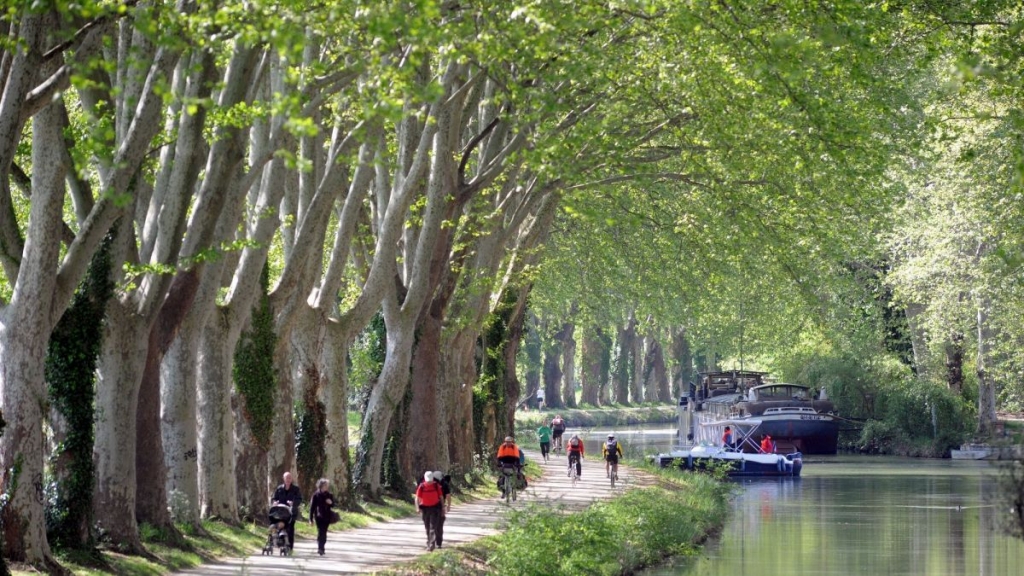 Platanes le long du Canal du Midi à Castanet (31) (photo MAXPPP)