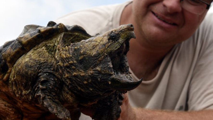 Les tortues alligators sont carnivores (Photo DDM)