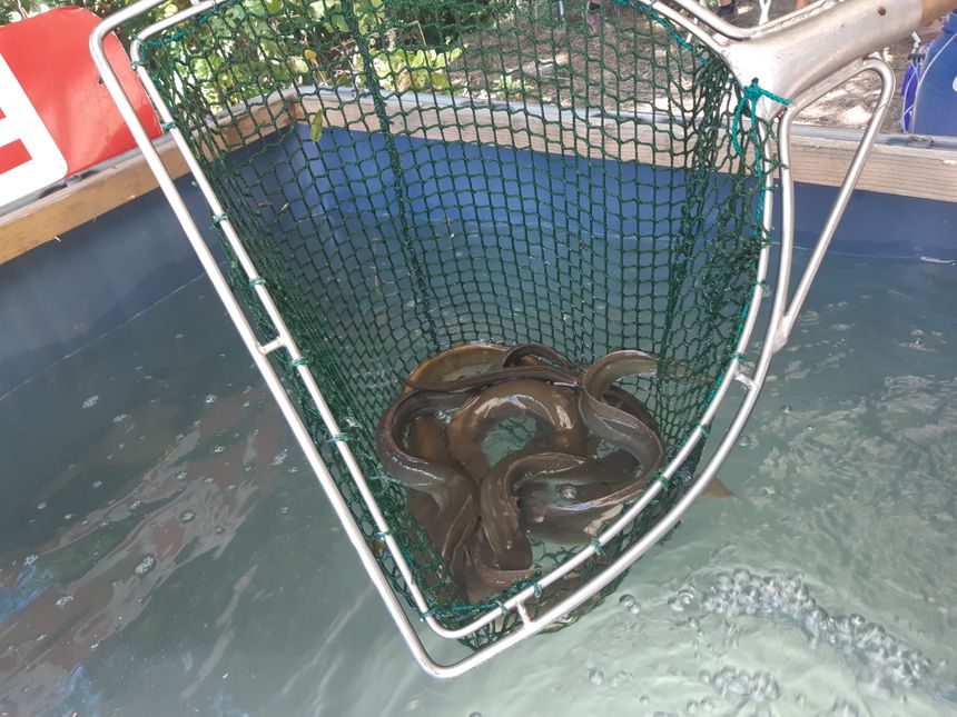 Les anguilles capturées sont triées : seules celles de plus de 600 grammes recevront un émetteur (Photo Radio France - JM Le Ray)