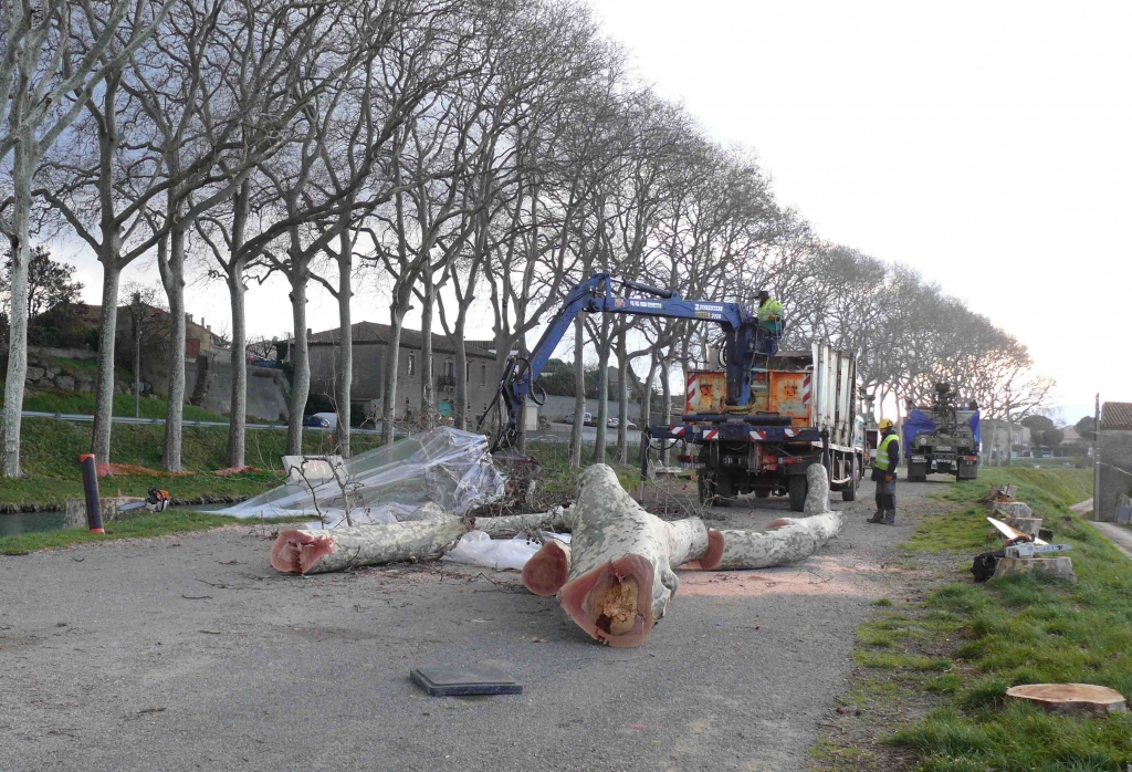 Platanes victimes du chancre coloré (Photo VNF SO)