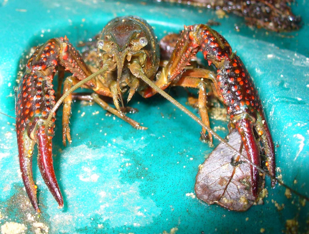 Écrevisse de Louisiane (Photo L.Bourget)