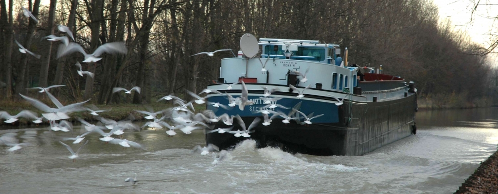 Vol de mouettes (Photo Ph.Devisme)