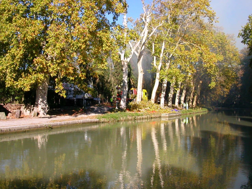 Lutte contre le chancre du platane (Photo VNF Toulouse)