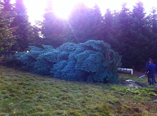 Le sapin de Noël destiné à l'Élysée en 2014 (Photo VAL'HOR-VNF)