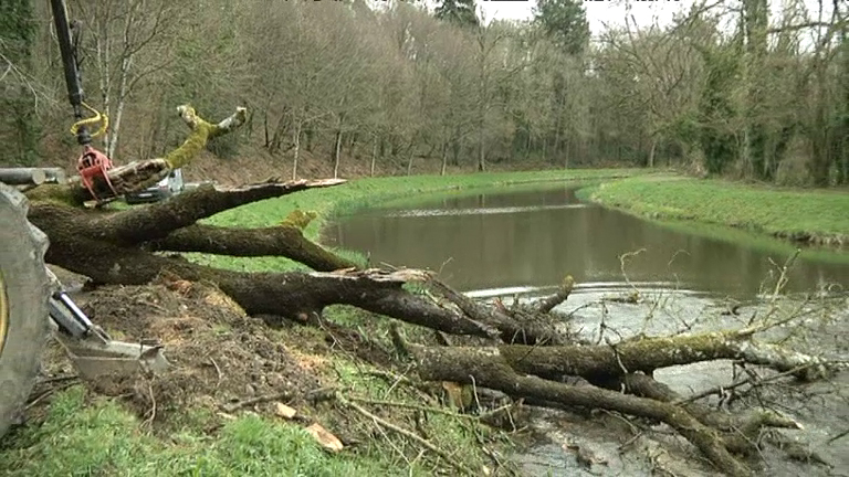 Le long du canal de Nantes à Brest, de nombreux arbres n'ont pas résisté à la tempête Zeus. (Photo G.Queffelec)