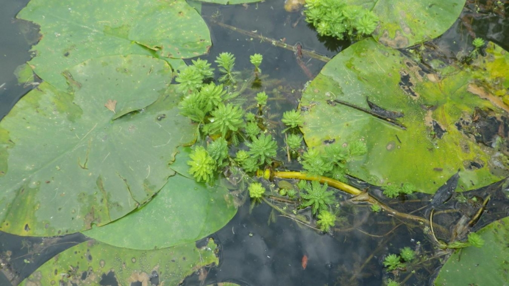 Myriophylle du Brésil  (Photo extraite du site La voix du Nord)